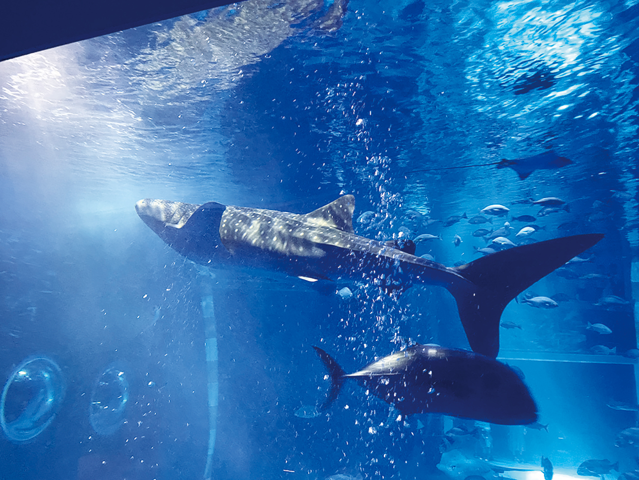 のとじま水族館