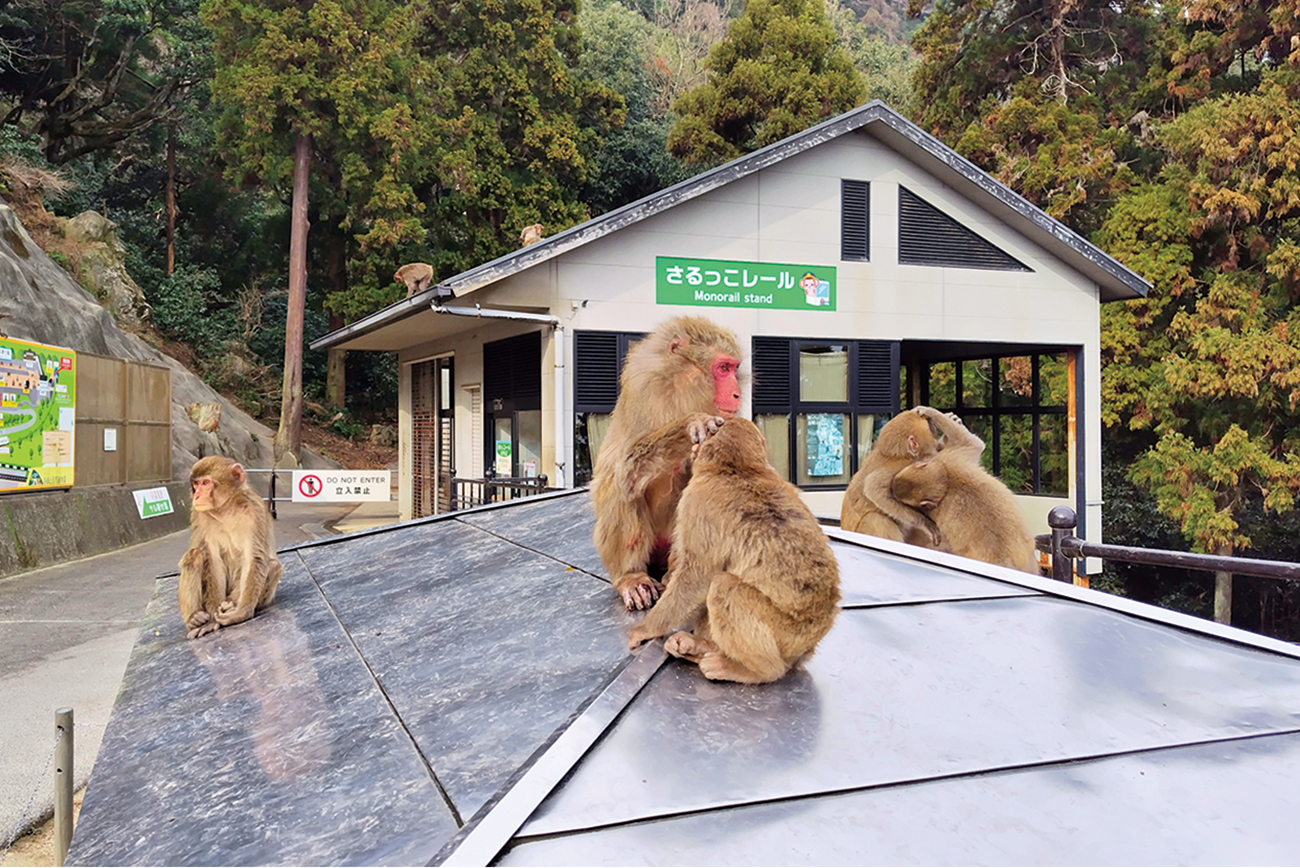 高崎山自然動物園