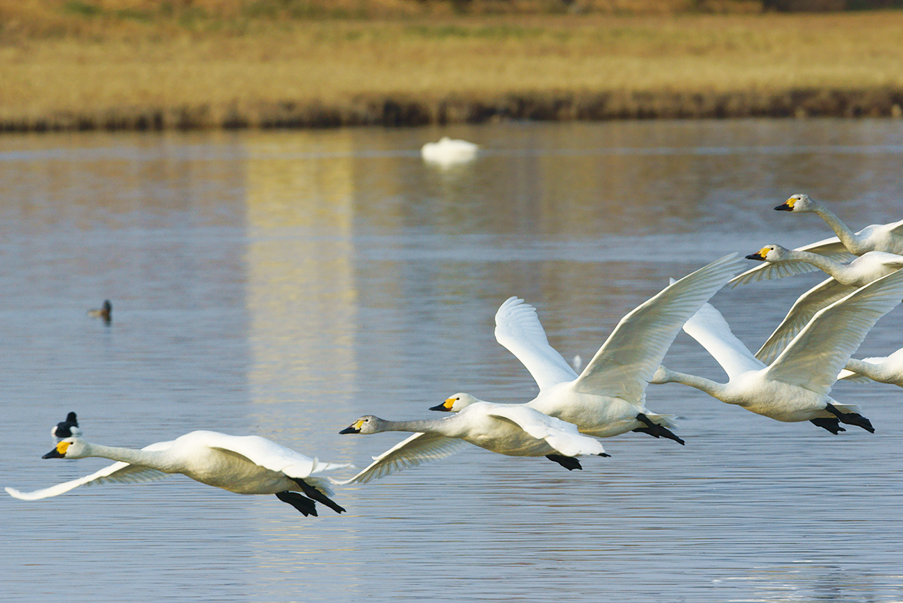 米子水鳥公園